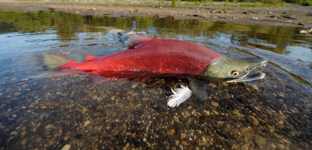Sockeye Salmon: The Bright Red Fish Everyone Loves! Sockeye Salmon: The Bright Red Fish Everyone Loves!