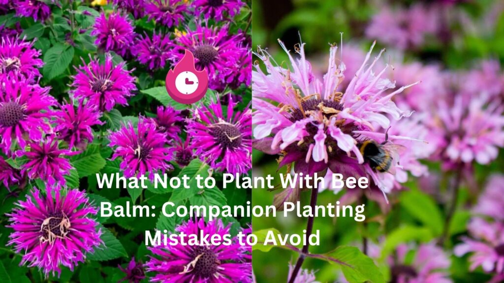 What Not to Plant With Bee Balm: Companion Planting Mistakes to Avoid what not to plant with bee balm
